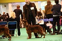 Crufts2011 487